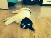 Превью фото № 161827