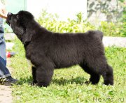 Превью фото № 161895