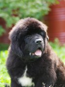 Превью фото № 161897