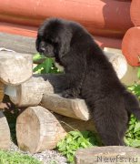 Превью фото № 161901