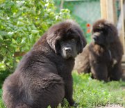 Превью фото № 161902