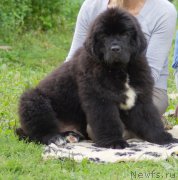 Превью фото № 161904