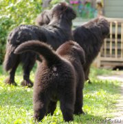 Превью фото № 161906