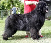 Превью фото № 161917