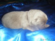 Превью фото № 161971