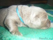 Превью фото № 161974