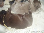 Превью фото № 161975