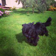 Превью фото № 161979