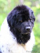 Превью фото № 161985