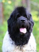 Превью фото № 161986