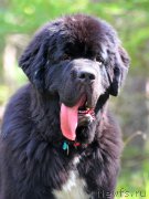 Превью фото № 162026