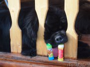 Превью фото № 162035