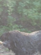 Превью фото № 162037