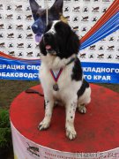 Превью фото № 162131