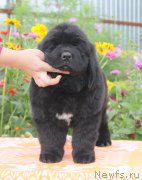 Превью фото № 162197