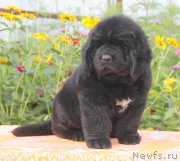 Превью фото № 162198