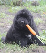 Превью фото № 162205