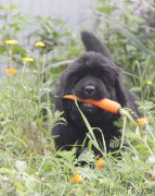 Превью фото № 162206