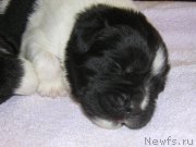 Превью фото № 162209