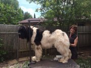 Превью фото № 162211