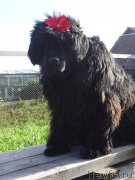 Превью фото № 162263