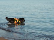 Превью фото № 162289