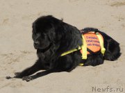 Превью фото № 162305