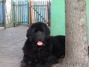 Превью фото № 162332