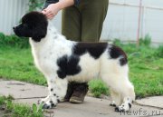 Превью фото № 162366