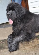 Превью фото № 162374