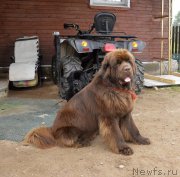 Превью фото № 162417