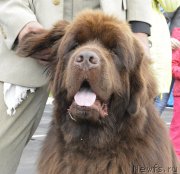 Превью фото № 162423