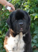 Превью фото № 162479