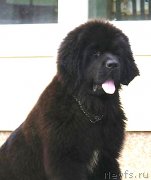 Превью фото № 162480