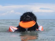 Превью фото № 162498