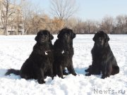 Превью фото № 162515