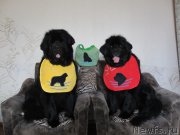 Превью фото № 162516