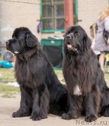 Превью фото № 162605