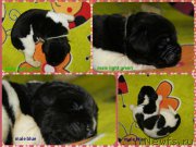 Превью фото № 162609