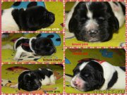 Превью фото № 162610