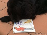 Превью фото № 162674