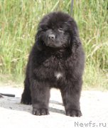 Превью фото № 162683