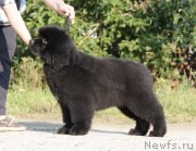 Превью фото № 162684