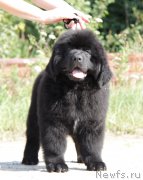 Превью фото № 162717