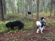 Превью фото № 162737