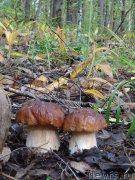 Превью фото № 162738