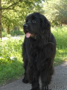 Превью фото № 162772