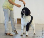 Превью фото № 162773