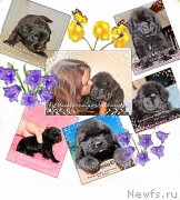 Превью фото № 162775