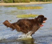 Превью фото № 162777